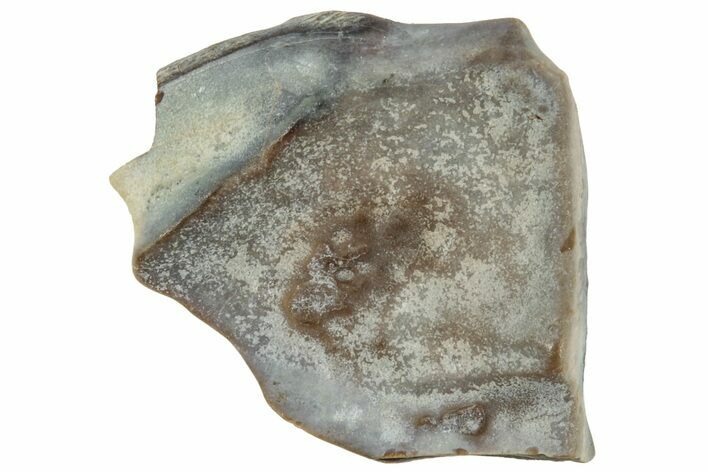 Fossil Dinosaur (Triceratops) Shed Tooth - Montana #324164
